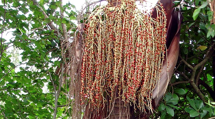 A bangalow palm with seeds and dead leaves hanging from the top. 