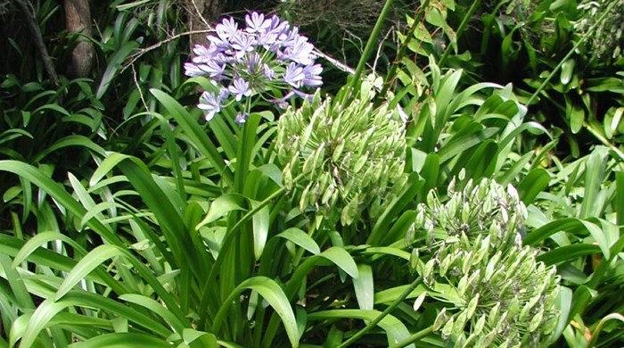 The agapanthus bush has clusters of flowers.