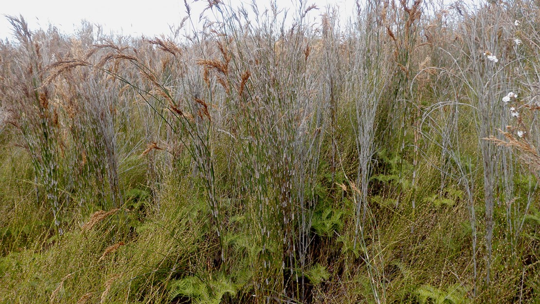 Tall grass-like plant with grey stalk and brown feathery flowers growing out of the top.