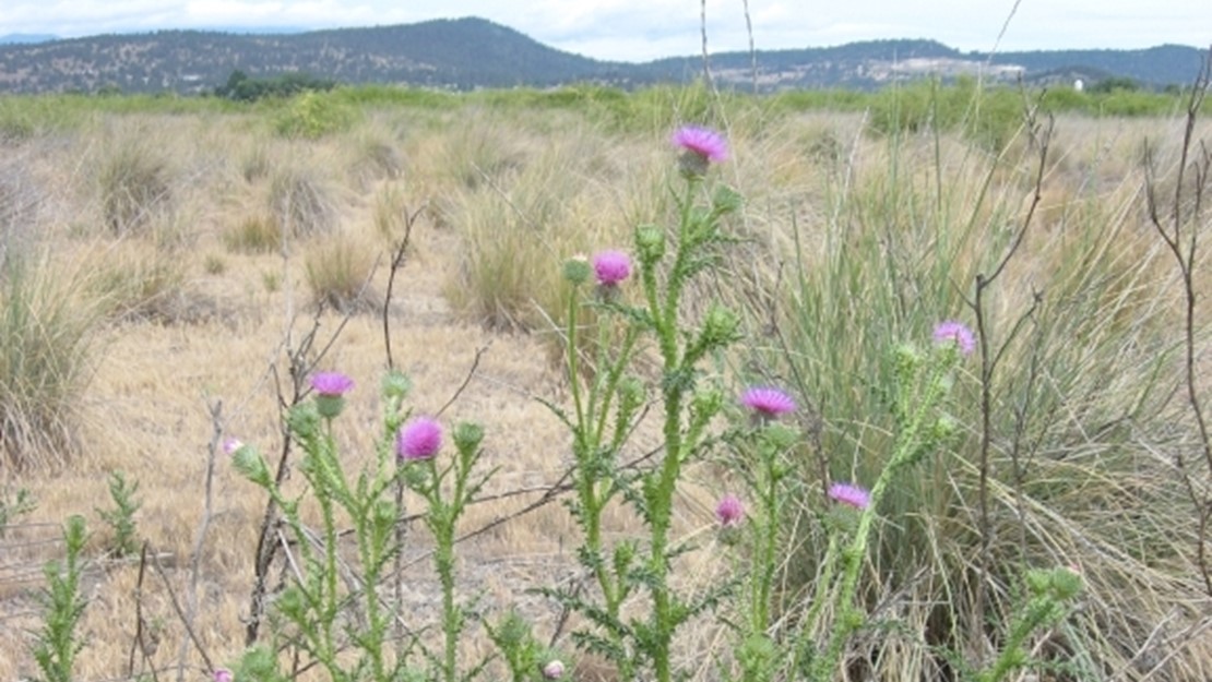 A bush of plumeless thistle in a dry field.