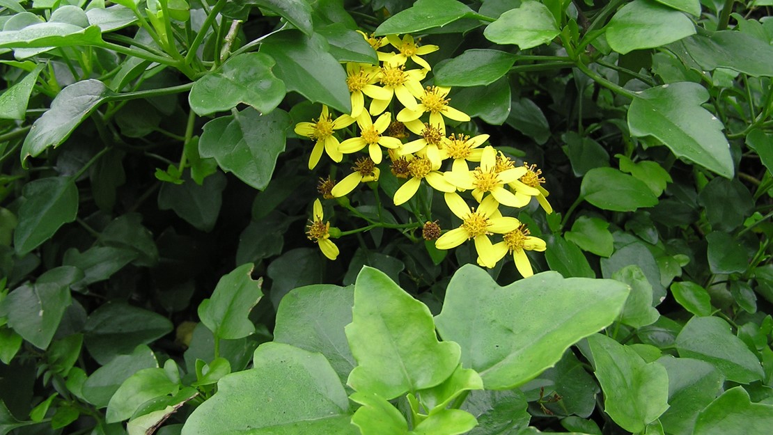 A cluster of cape ivy flowers in the centre of the leaves.