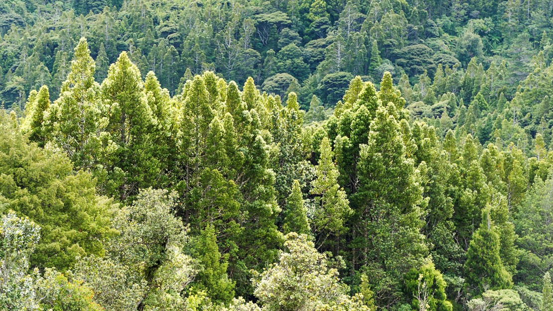 Tall kauri trees grow above other trees in dense forest.