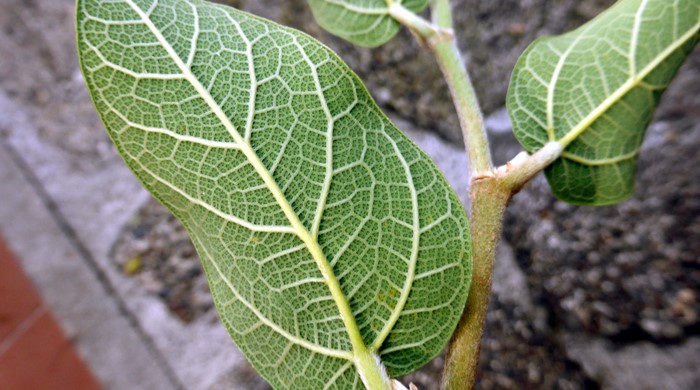 Close up of the complex underside of the creeping fig leaf.