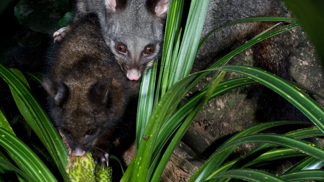 Two possums on top of each other, crawling over some branches.