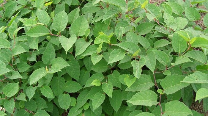 photo from above showing pointed leaves of the asiatic knotweed.