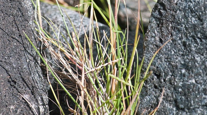 Close up shot of salt water paspalum between two rocks.