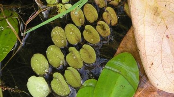 Partially submerged leaves in pond water