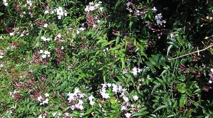 Carpet of jasmine in flower.