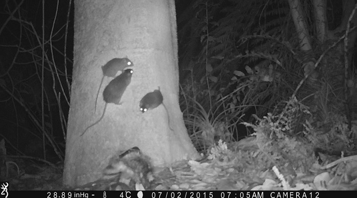 A group of rats on a tree trunk caught on a night surveillance camera.