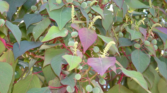 Close up of Queensland poplar berries and flowers.