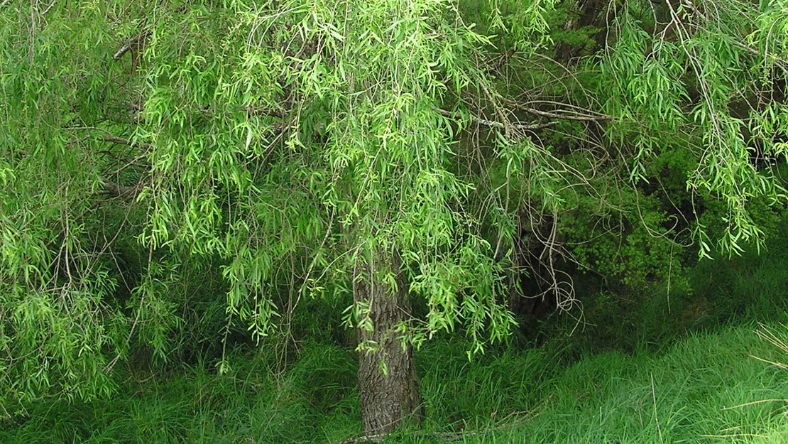 Mature crack willow tree.