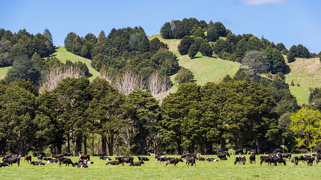 Hills covered with totara trees and cows grazing on pasture in the foreground.