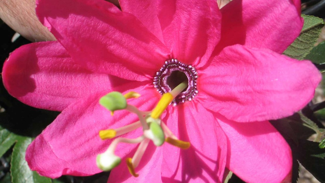 Bright pink banana passionfruit flower.