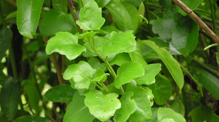 A stalk of cape ivy leaves.