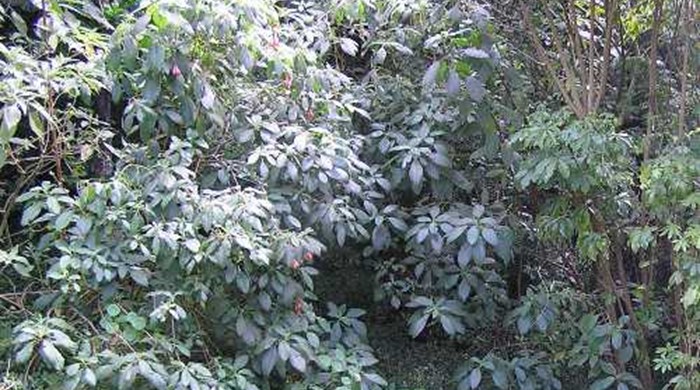 Bolivian fuchsia shrub from a distance.