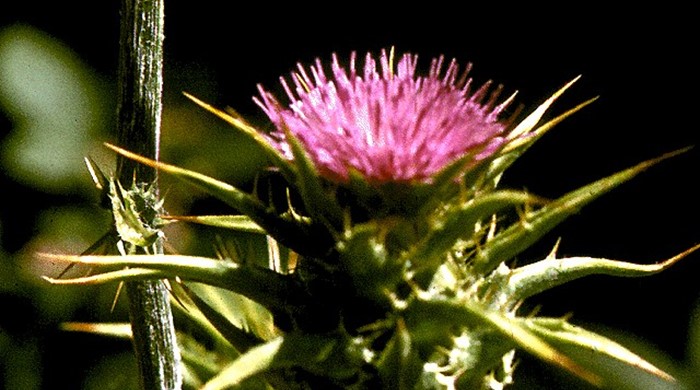 Close up of Variegated Thistle flower.