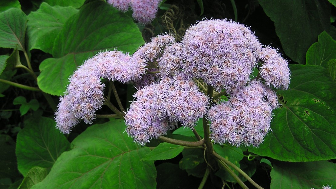A cluster of bartellina flowers.