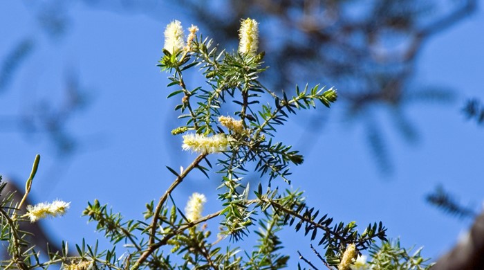 A prickly leaved wattle tree with lots of flowers.