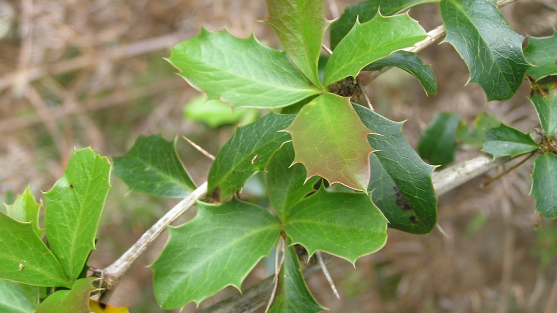 Close up of barberry leaves with barbed pointy edges.