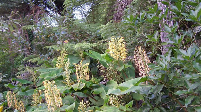 Clump of Wild Ginger in flower in native forest.