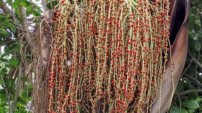 Close up of the round seeds of the bangalow palm.