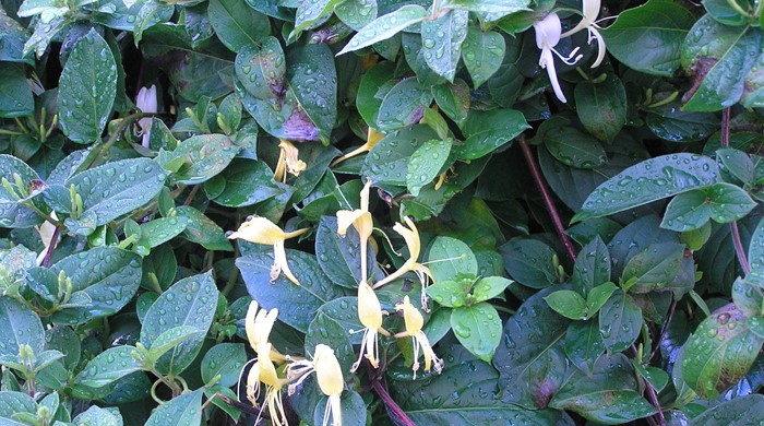 Mature Japanese Honeysuckle leaves with yellow and white flowers.