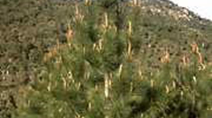 Pine sapling growing on mountain side.