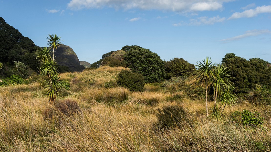 Dense oioi grass with cabbage trees/tī kōuka and knobby clubrush and manuka trees in the background.