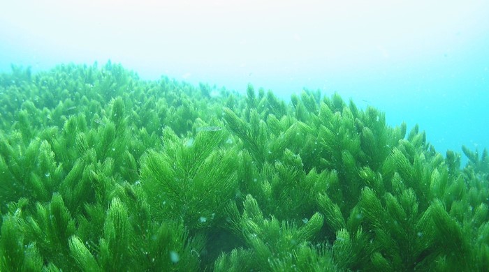 Large patch of Hornwort growing under water.