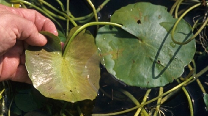 A hand holding up a fringed water lily leaf.