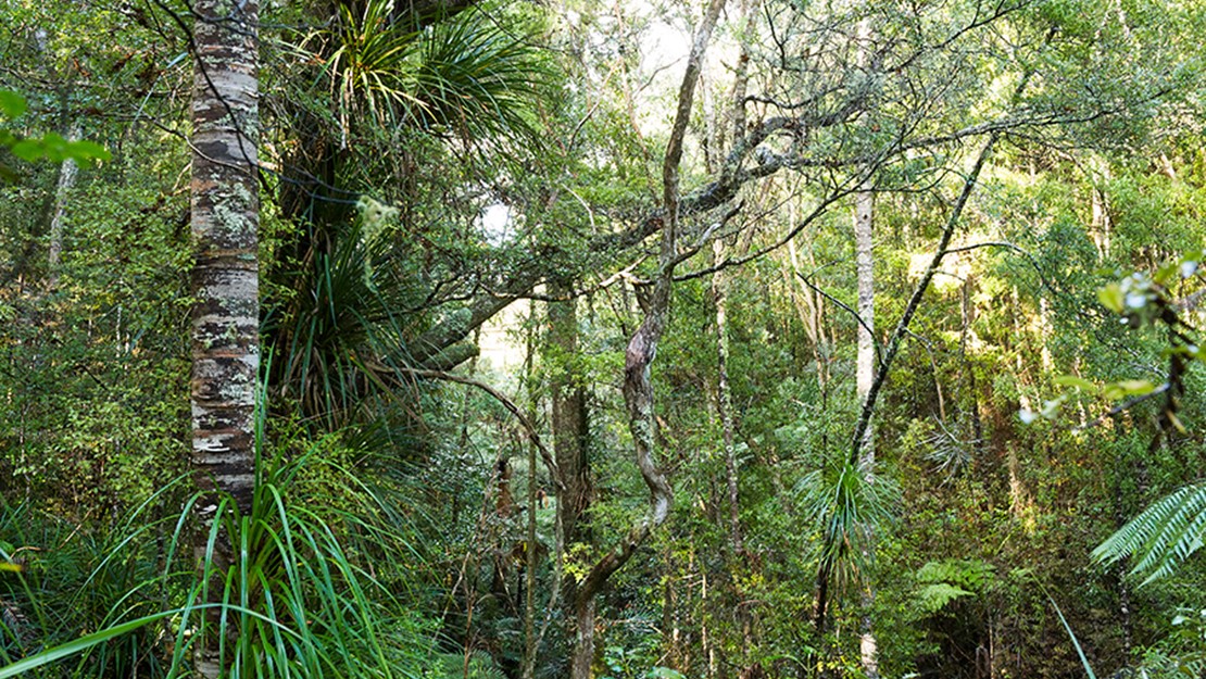 Diverse forest understorey trees with branches twisting around each other.