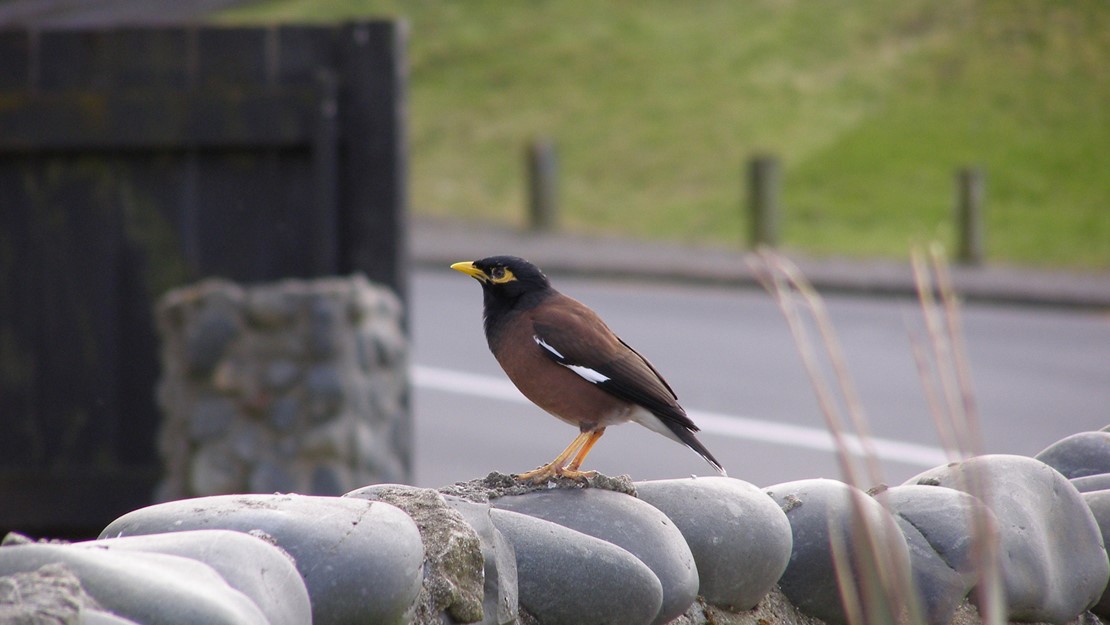 Myna standing on a stone wall.