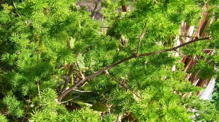 Asparagus umbellatus branch and bright green leaves.