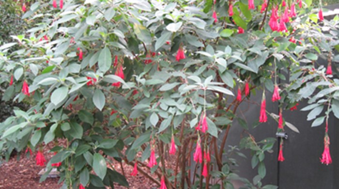 Bolivian fuchsia with hanging pink/ red flowers.