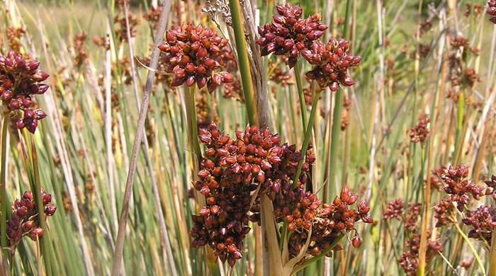 Close up of the clusters of flowers of sharp rush.