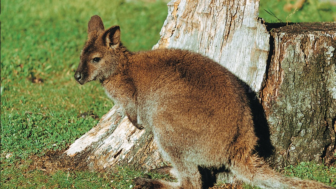 Wallaby sitting next to a tree stump.