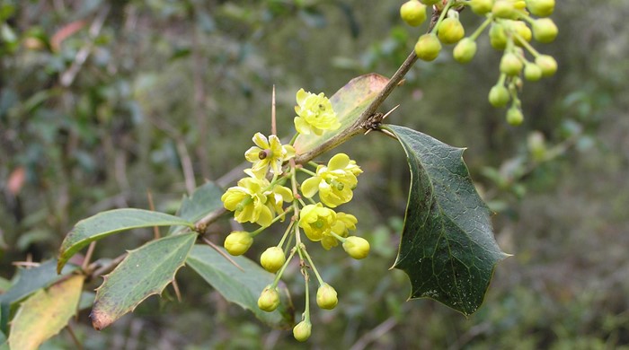 Close up of a stalk of yellow flowers on a barberry tree.