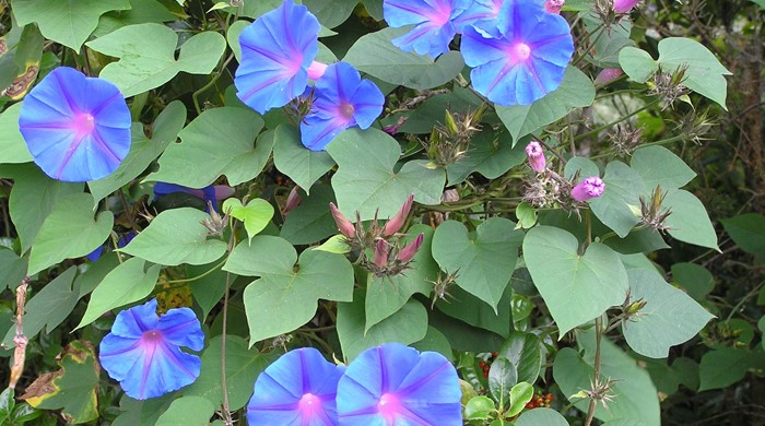 Close up photo of the distinctive blue flowers and leaves.