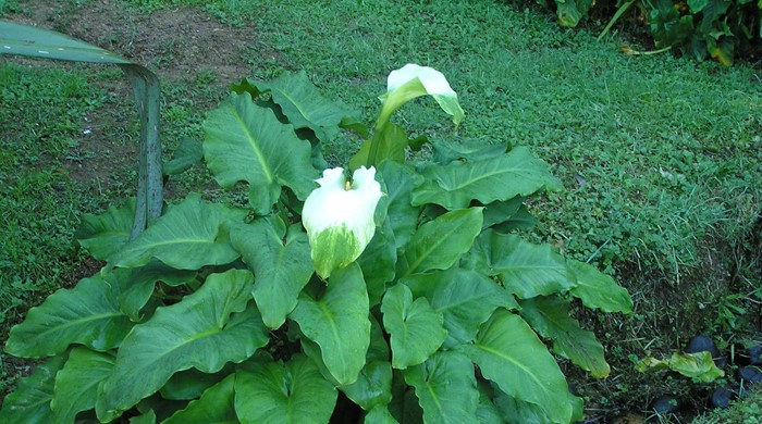 The arum lily has white flowers and broad leaves.