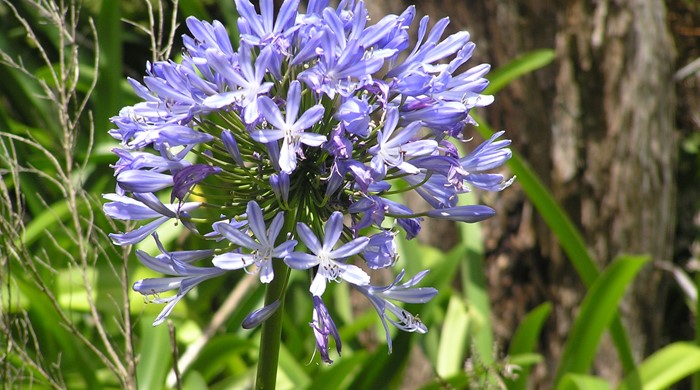 A close up of the agapanthus flowers.