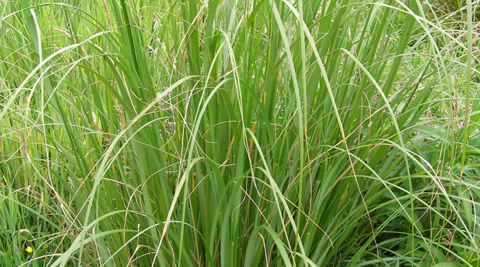 African feather grass growing wild in a park.