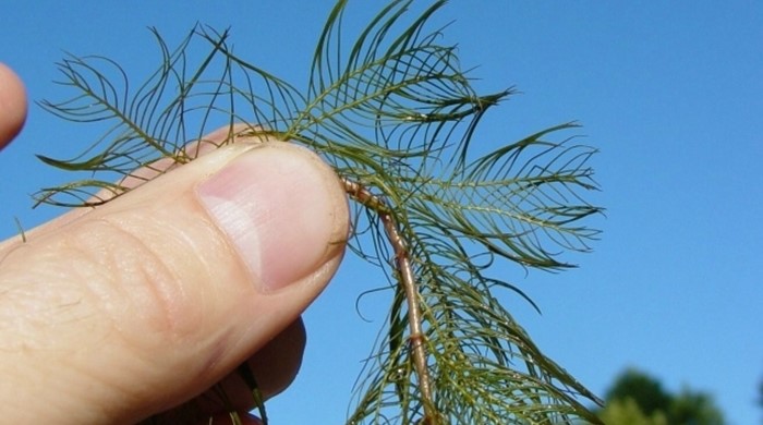 Close up of a hand holding a stalk of Eurasian watermilfoil.