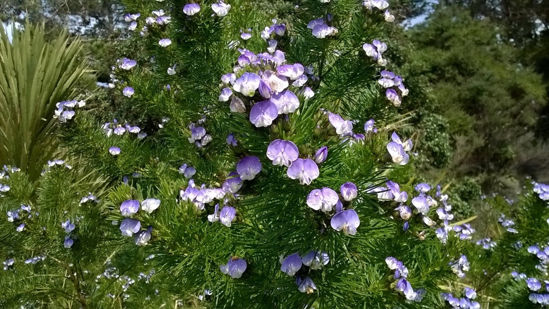 A dally pine tree with thin leaves and purple flowers.
