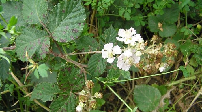 A blackberry shrub with white flowers and mottled leaves.