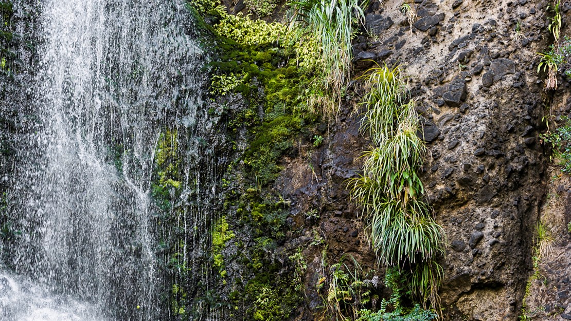 Rockface with small plants and mosses growing in crevaces and ledges alongisde a waterfall.