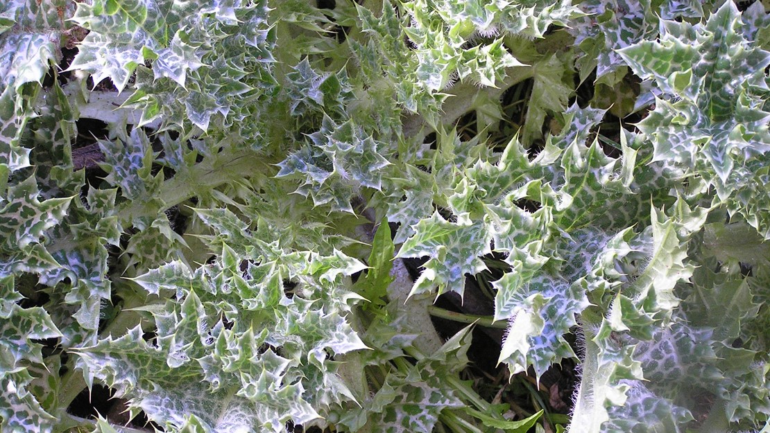 Close up of centre of Variegated Thistle plant.