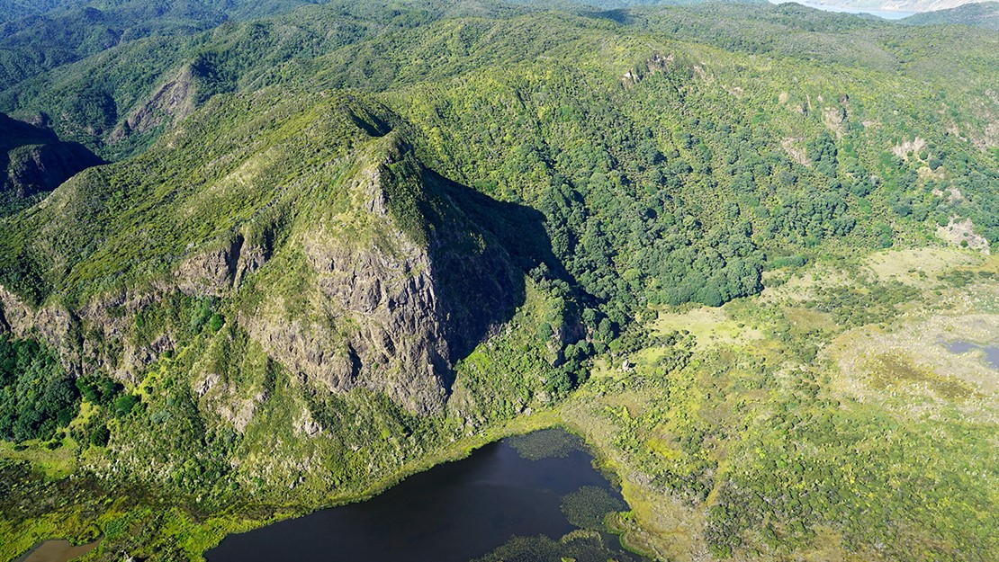 Pohutukawa forest and coastal cliffs near Whatipu.
