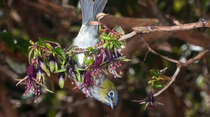 Silvereye bird hangs upside down feeding on the small fruits of tree.