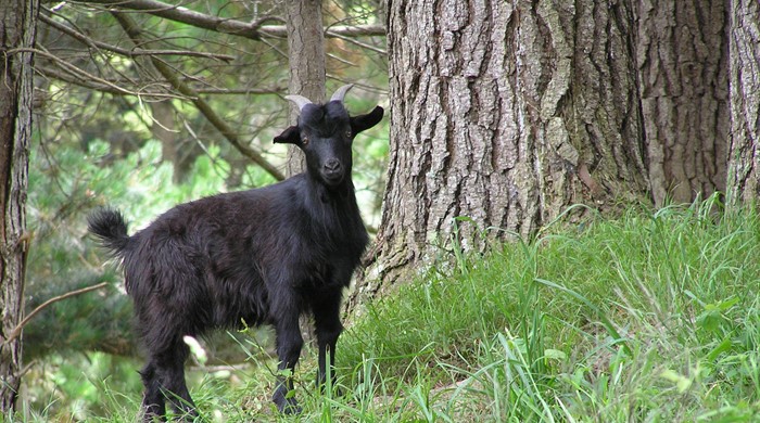 A juvenile black goat.