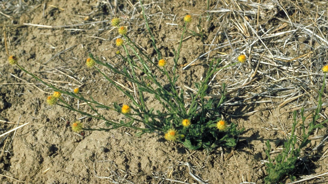 Bur daisy growing in the hard ground with bright yellow flowers.
